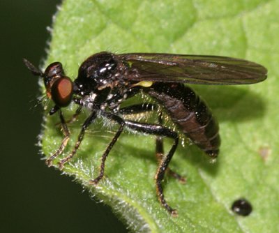 Eudioctria albius (female)