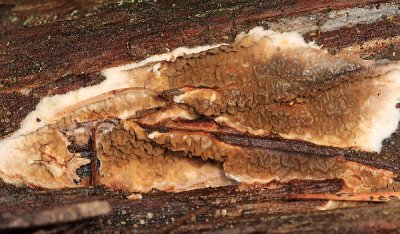 Serpula lacrymans (Dry Rot)