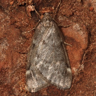 6258 - Fall Cankerworm Moth - Alsophila pometaria