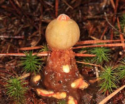 Puff Ball Fungi