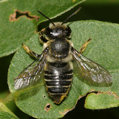 Megachile mendica