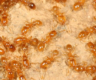Fire Ants (Solenopsis) - subgenus Diplorhoptrum