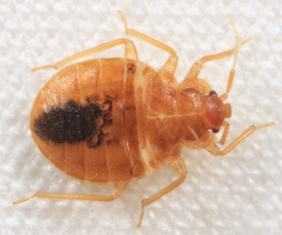 Bed Bugs - Cimicidae