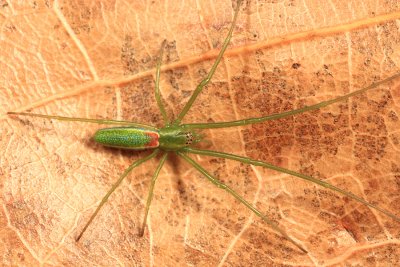 Tetragnatha viridis