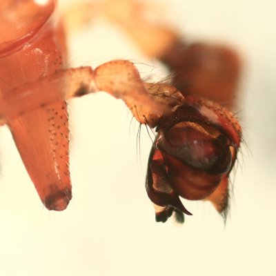 Pityohyphantes subarcticus (pedipalp)