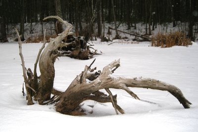 Driftwood on a frozen swamp