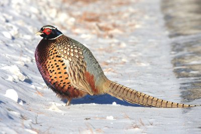 Ring-necked Pheasant Phasianus colchicus 