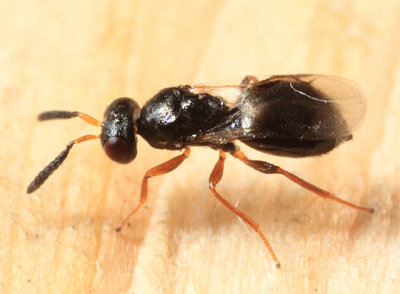 Hemadas nubilipennis