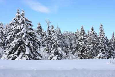 Snow-covered Christmas Trees