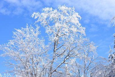 Snowy Tree in the Sun
