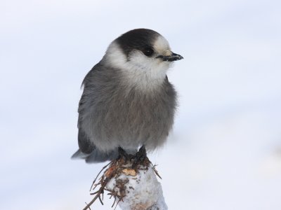 Gray Jay - Perisoreus canadensis