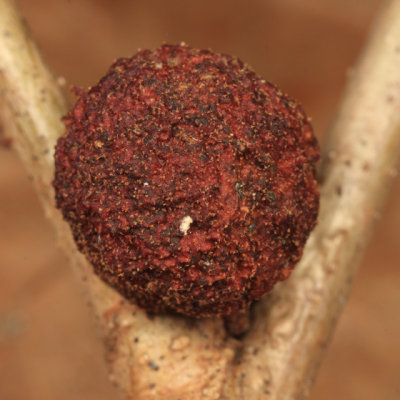 Round Bullet Gall - Disholcaspis quercusglobulus