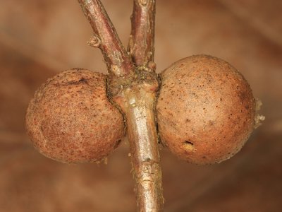 Round Bullet Gall - Disholcaspis quercusglobulus