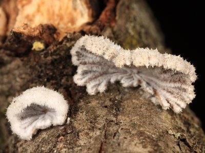 Schizophyllum commune