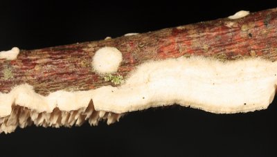 Marshmallow Polypore - Spongipellis pachyodon
