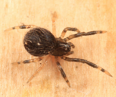 Yunohamella lyrica