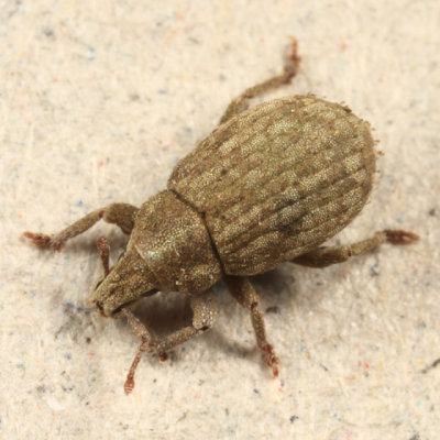 Romualdius scaber