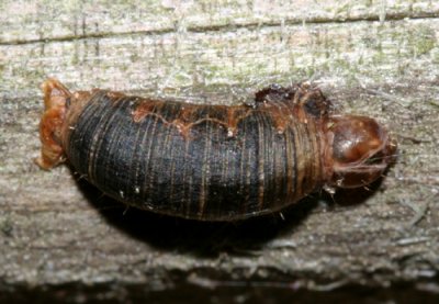 Aleiodes sp. (caterpillar mummy)