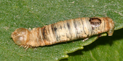 Aleiodes sp. (caterpillar mummy)