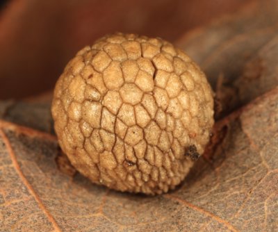 Oak Pea Gall Wasp - Acraspis pezomachoides