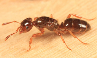 Lasius claviger