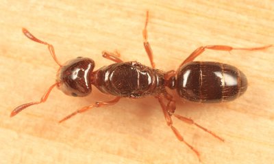 Lasius claviger