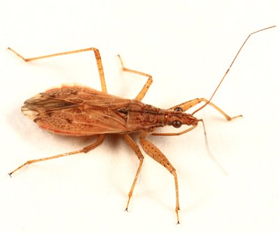 g3/94/339594/3/122484149.EbzjclD5.jpg