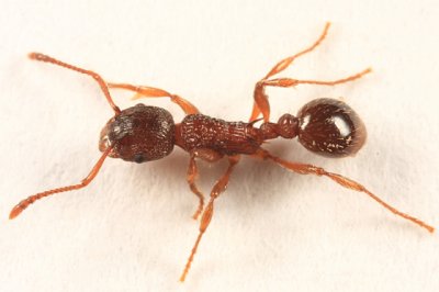 Myrmica americana