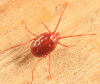 Erythraeidae