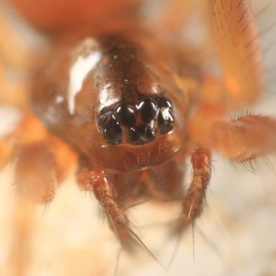 Tenuiphantes sabulosus (female)