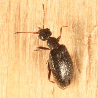 Sapintus pubescens