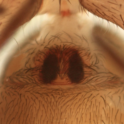 Cicurina brevis (female)