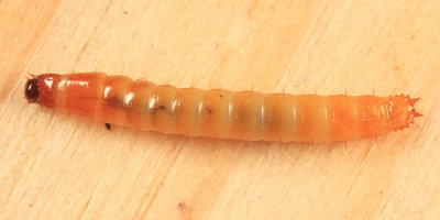 Click Beetle (larva)