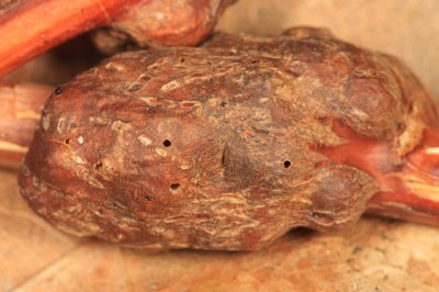 Asteromyia tumifica (Gall that Platygastridae emerged from)