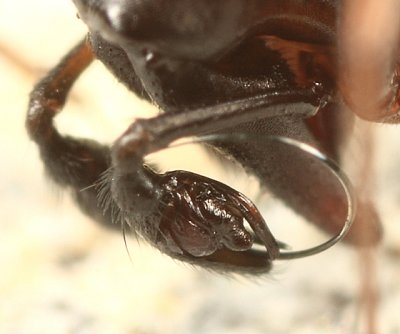 Microlinyphia mandibulata mandibulata