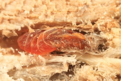 Asteromyia tumifica (pupa)