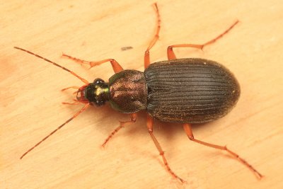 Chlaenius tricolor tricolor