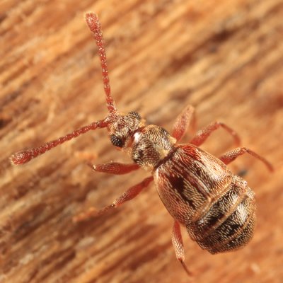 Ctenisodes piceus