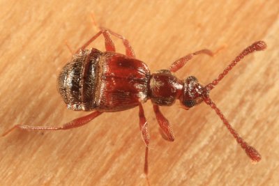 Ctenisodes piceus