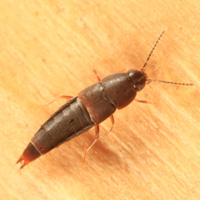 Myllaena sp.