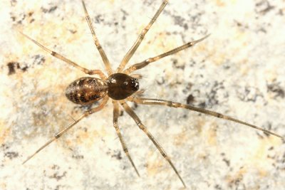 Micronetinae spiders