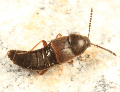 Oxypoda sp.