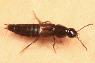 Quedius sp.