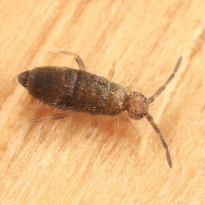 Entomobrya assuta