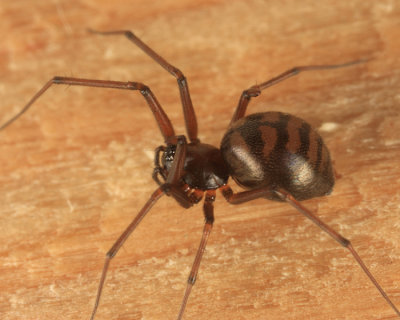 Bathyphantes pallidus (female)