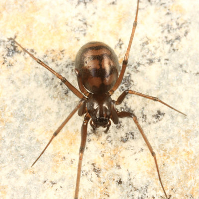 Bathyphantes pallidus (female)