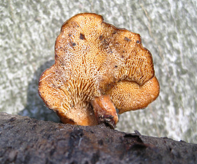 Polyporus brumalis (Winter Polypore)