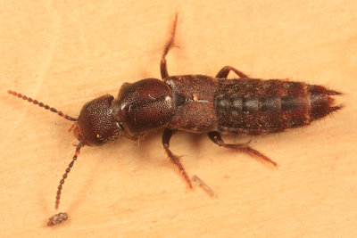 Platydracus zonatus