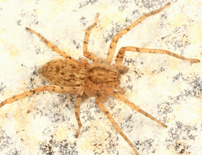 Ghost Spider - Anyphaenidae