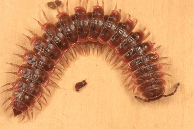 Pseudopolydesmus sp.